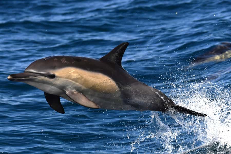 Hermanus: Whale Watching and Wine Testing - Leaving Cape Town in a private vehicle