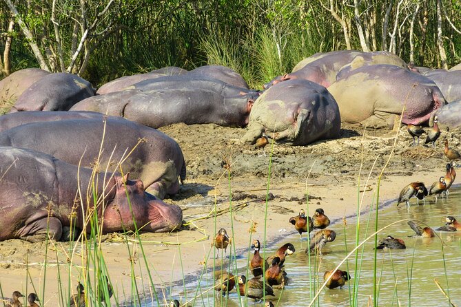 Hippo and Croc Boat Cruise in Saint Lucia with collection - What happens during the two-hour boat cruise