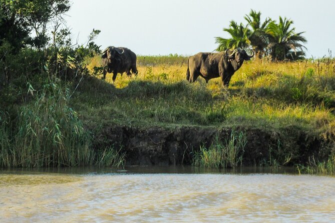 Hippo and Croc Boat Cruise in Saint Lucia with collection - What to bring for comfort and better sightings
