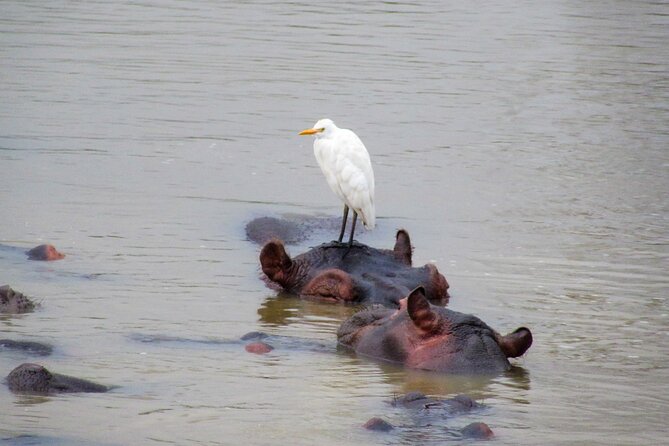 Hippo and Croc Boat Cruise in Saint Lucia with collection - How reliable are the wildlife sightings?