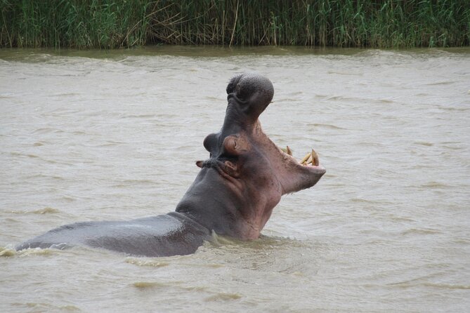 Hippo and Croc Boat Cruise in Saint Lucia with collection - Who will enjoy this Saint Lucia cruise?