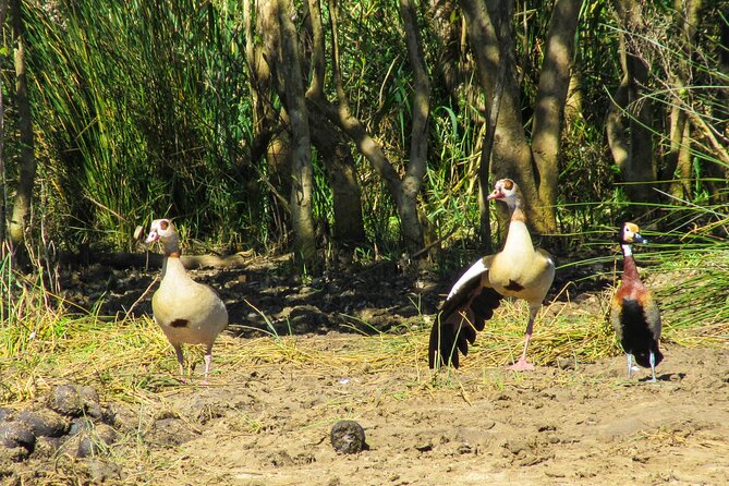 Hippo and Croc Boat Cruise in Saint Lucia with collection - Small boat, small group, and better viewing