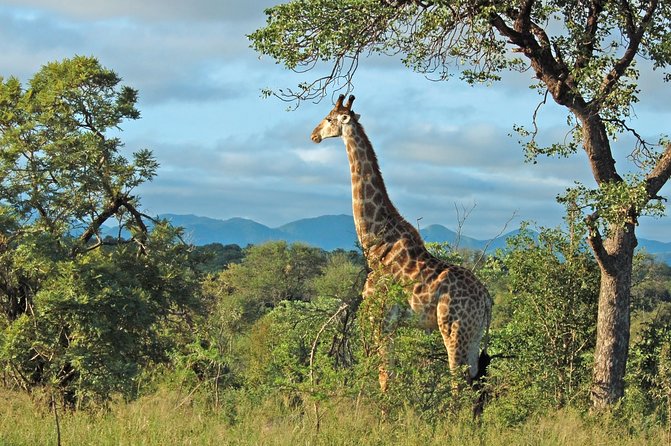 Hluhluwe Game Reserve Safari from Durban - Key things to know before booking