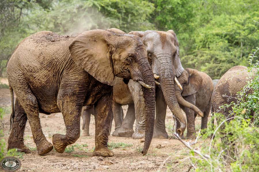 Hluhluwe-Imfolozi: Big 5 Full or Half-Day Safari - Why Hluhluwe-Imfolozi is worth your day