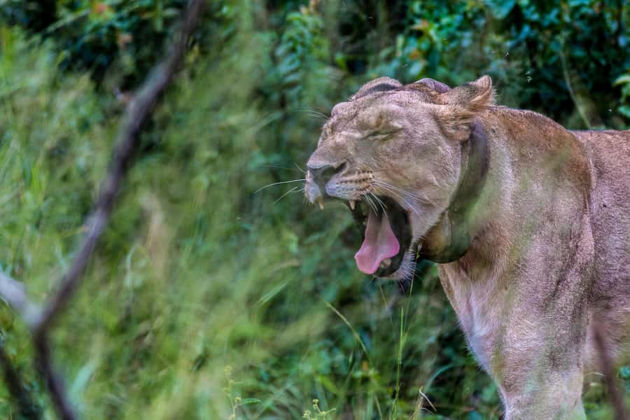 Hluhluwe-Imfolozi: Big 5 Full or Half-Day Safari - Morning game drive: rhino, lion, and elephant country