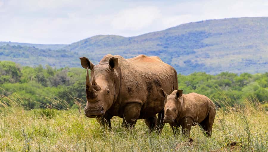 Hluhluwe-Imfolozi: Big 5 Full or Half-Day Safari - Bush breakfast with coffee and wide-open views