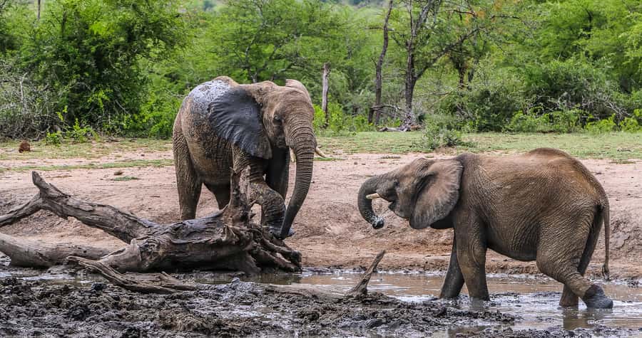 Hluhluwe-Imfolozi: Big 5 Full or Half-Day Safari - Afternoon drive and the South African braai