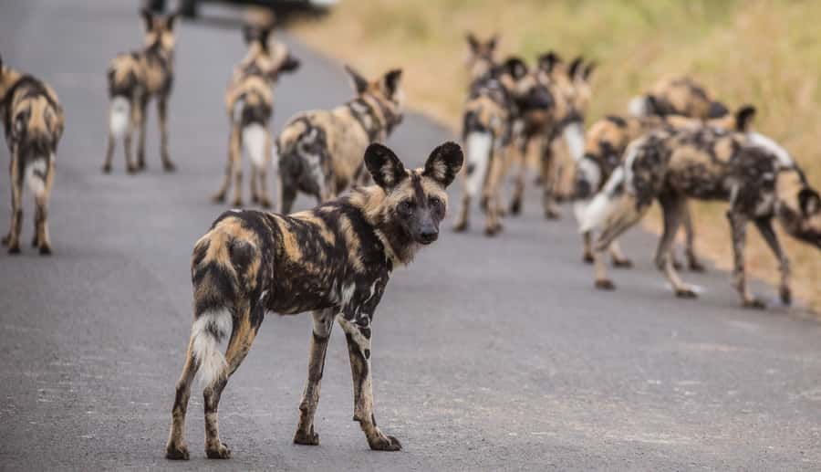 Hluhluwe-Imfolozi: Big 5 Full or Half-Day Safari - Full-day or half-day: which option makes sense?