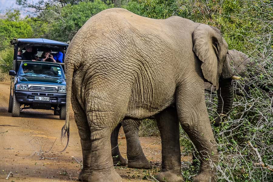 Hluhluwe-Imfolozi: Big 5 Full or Half-Day Safari - What the guides add to the experience