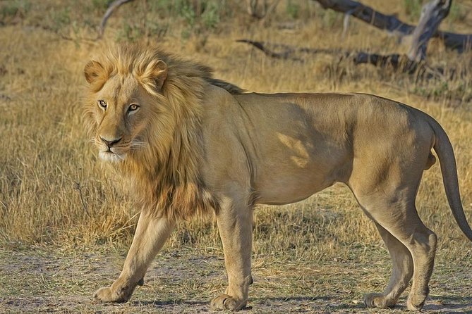 Hluhluwe Imfolozi Big 5 Reserve day Safari from Durban - Why this Durban safari is worth the long day