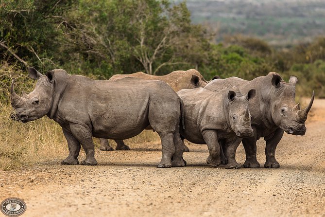 Hluhluwe-Imfolozi Park Full Day Big 5 Safari Tour - Breakfast, picnic stops, and the South African braai