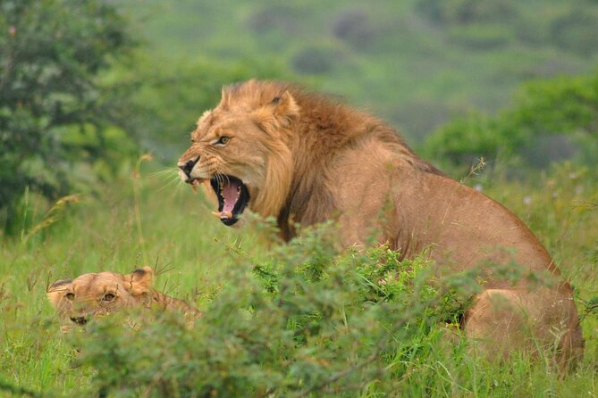 Hluhluwe-Imfolozi Park Full Day Big 5 Safari Tour - How the small group changes the day