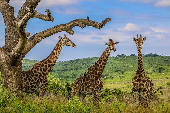 Hluhluwe-Imfolozi Park Full Day Big 5 Safari Tour - Practical details for a smoother day