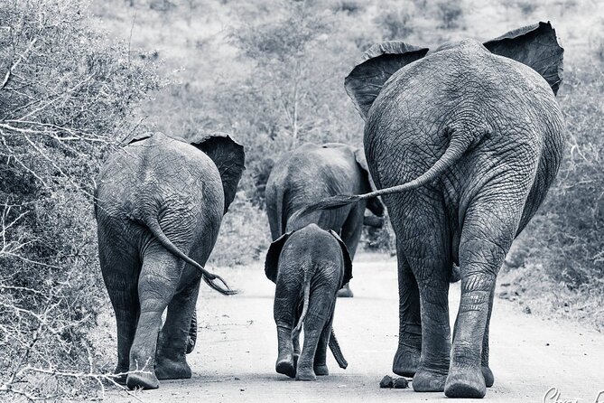 Hluhluwe-Imfolozi Park Half-day Big Five Safari Adventure - Guides who shape the morning