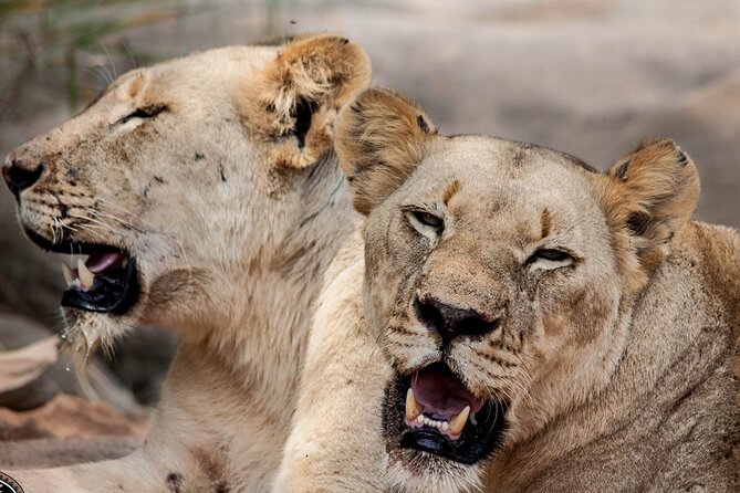 Hluhluwe-Imfolozi Park Half-day Big Five Safari Adventure - Scenery beyond the Big Five