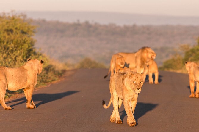 Hluhluwe-Imfolozi Park Half-day Big Five Safari Adventure - Is $78.50 good value?