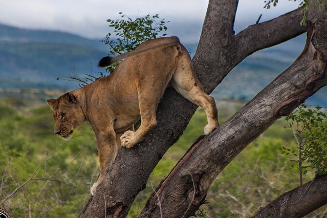 Hluhluwe-Imfolozi Park Half-day Big Five Safari Adventure - Who should book this safari?