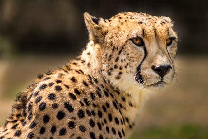 Hluhluwe-Imfolozi Park Half-day Big Five Safari Adventure - What you might see during the game drive