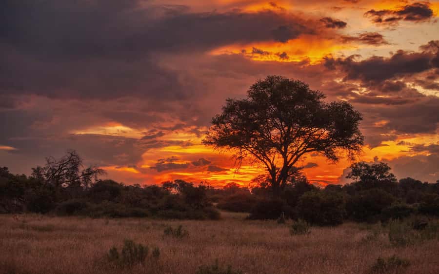 Hluhluwe-iMfolozi Park - Open Safari Vehicle Game Drives - Key points to know before you book