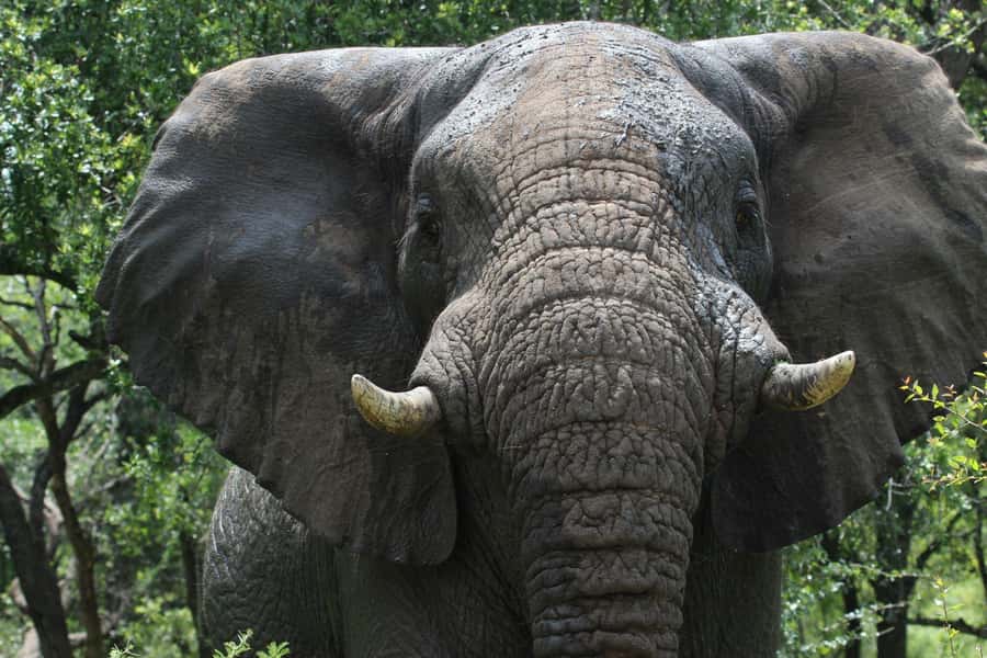 Hluhluwe-iMfolozi Park - Open Safari Vehicle Game Drives - Why Hluhluwe-iMfolozi feels different from a standard safari