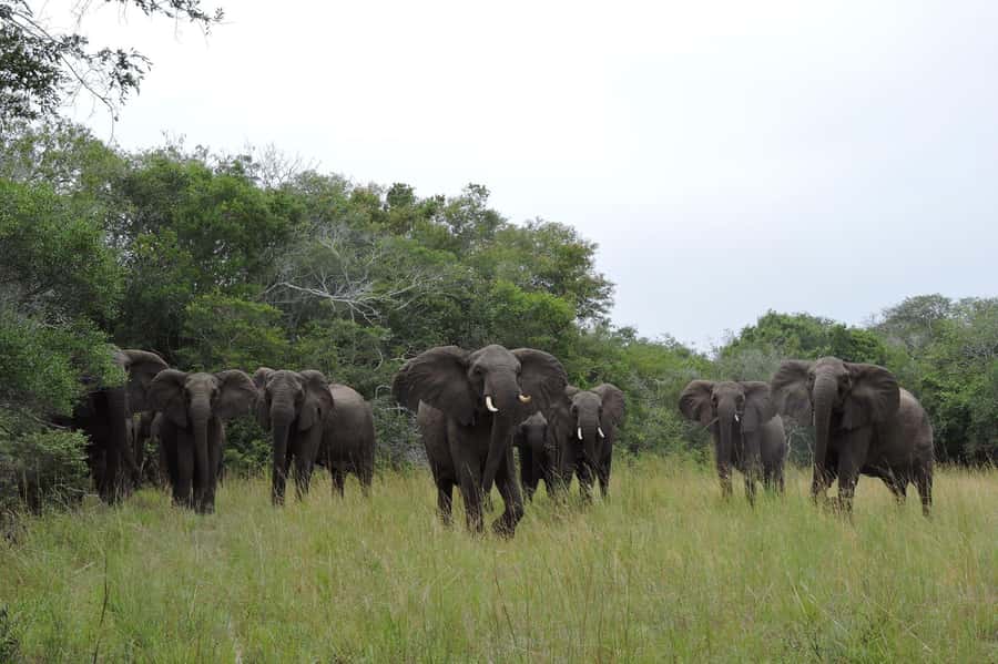 Hluhluwe-iMfolozi Park - Open Safari Vehicle Game Drives - Pickup from St Lucia, Hluhluwe, Mtubatuba, or Bushlands