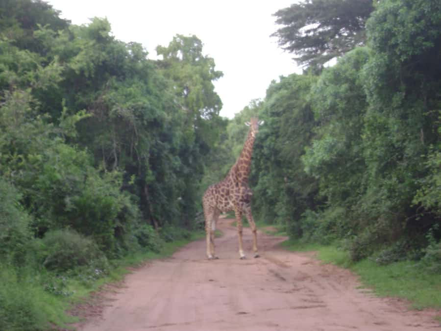 Hluhluwe-iMfolozi Park - Open Safari Vehicle Game Drives - What the open vehicle adds to the experience