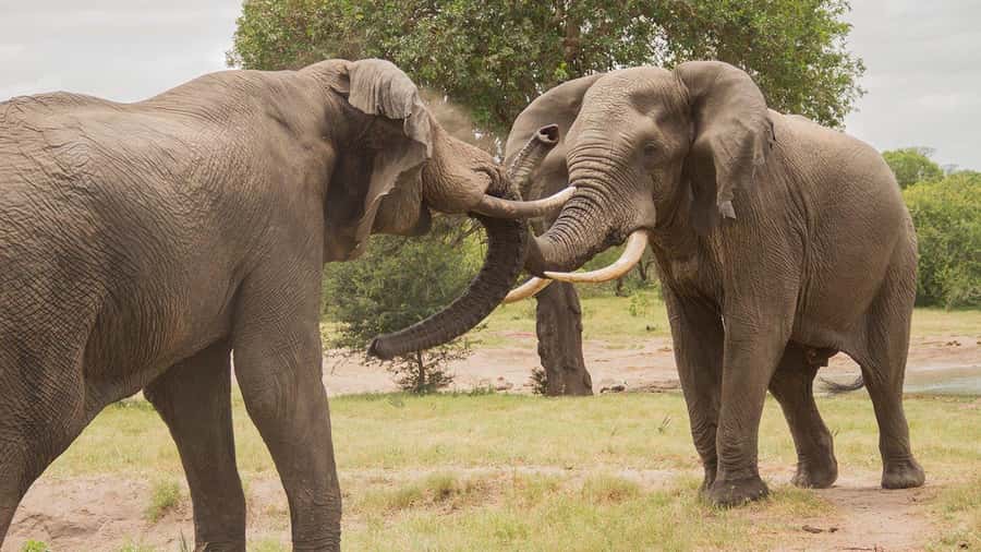 Hluhluwe-iMfolozi Park - Open Safari Vehicle Game Drives - Local guides who read the bush carefully