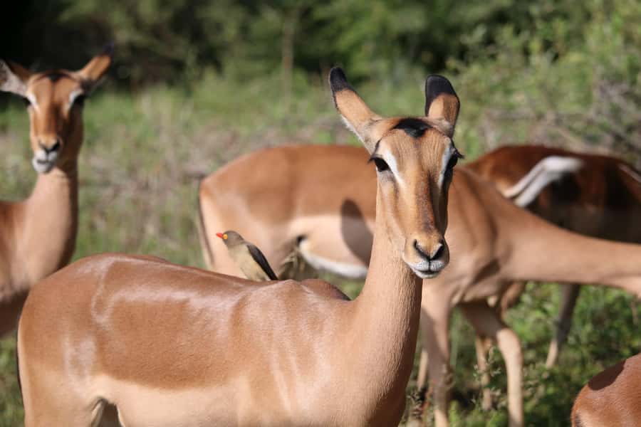 Hluhluwe-iMfolozi Park - Open Safari Vehicle Game Drives - Wildlife viewing beyond the Big Five