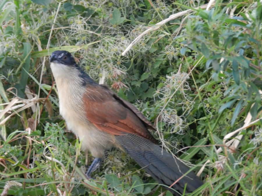 Hluhluwe-iMfolozi Park - Open Safari Vehicle Game Drives - Picnic sites, hides, and lookout points