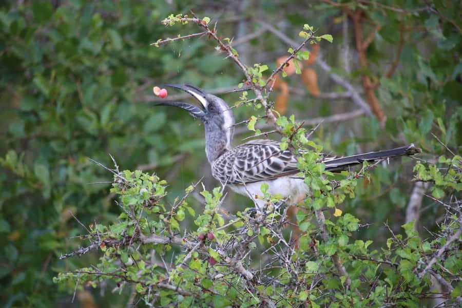 Hluhluwe-iMfolozi Park - Open Safari Vehicle Game Drives - Who should book this safari