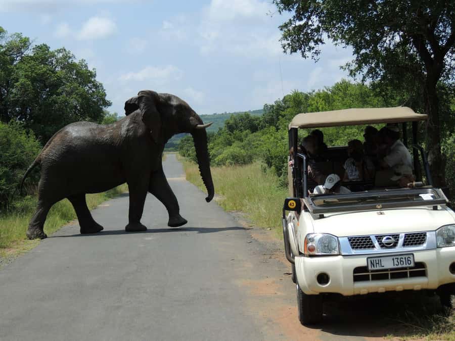Hluhluwe-iMfolozi Park - Open Safari Vehicle Game Drives - Choosing between a 3, 6, and 9-hour drive
