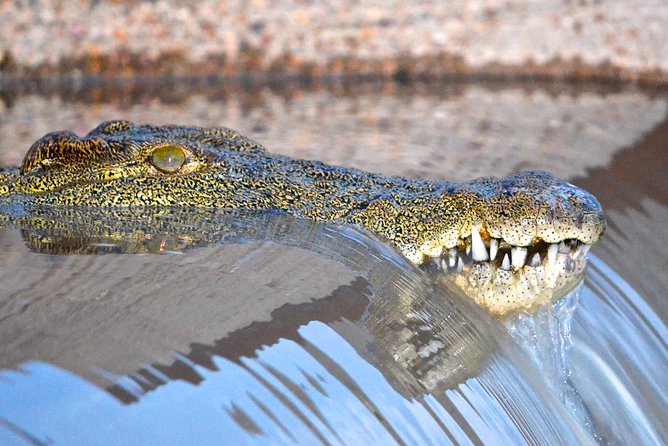 Hluhluwe Imfolozi Safari & St Lucia Boat Safari Day Tour from Durban - Two hours on the St Lucia estuary