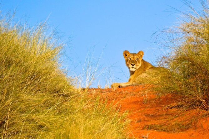 Hluhluwe Imfolozi Safari & St Lucia Boat Safari Day Tour from Durban - What wildlife can you realistically expect