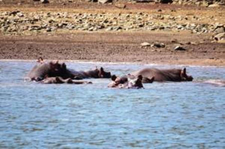 Hoedspruit: Blyde River Canyon Dam Boat Cruise - Wildlife watching without safari-road dust