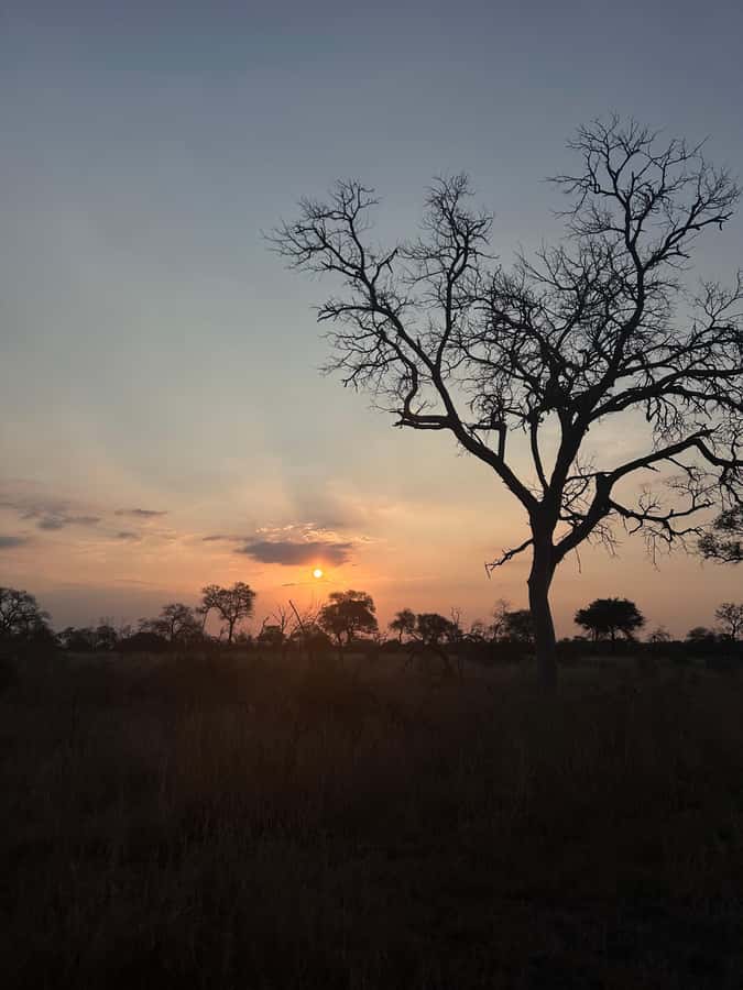 Hoedspruit: Dinner in the Bush & Safari Game Drive - Key points to know before booking