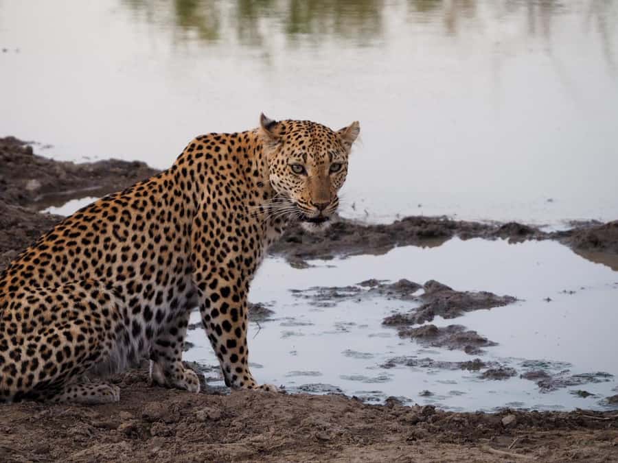 Hoedspruit: Dinner in the Bush & Safari Game Drive - From wildlife drive to firelit dinner