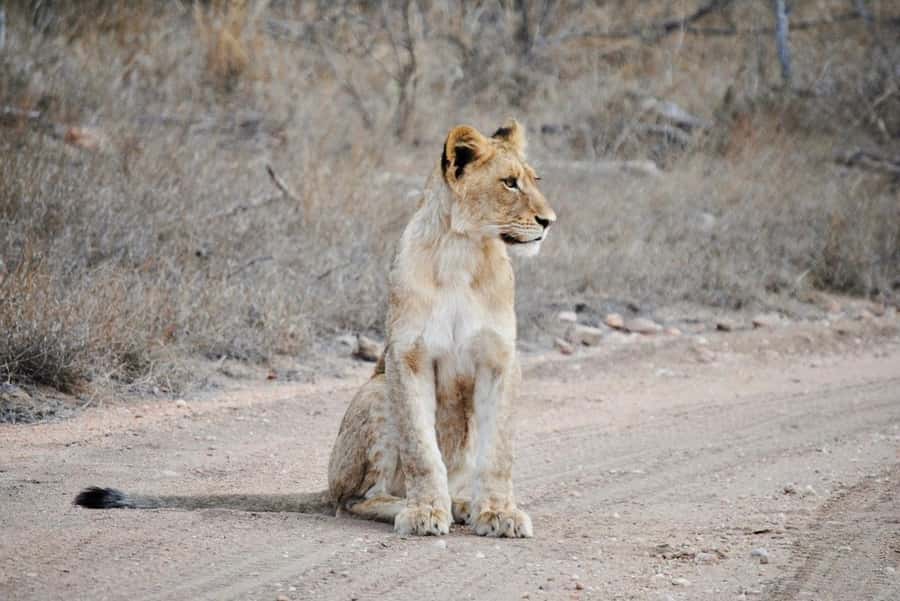Hoedspruit: Evening Safari In Greater Kruger Private Reserve - Why this short safari works well near Kruger