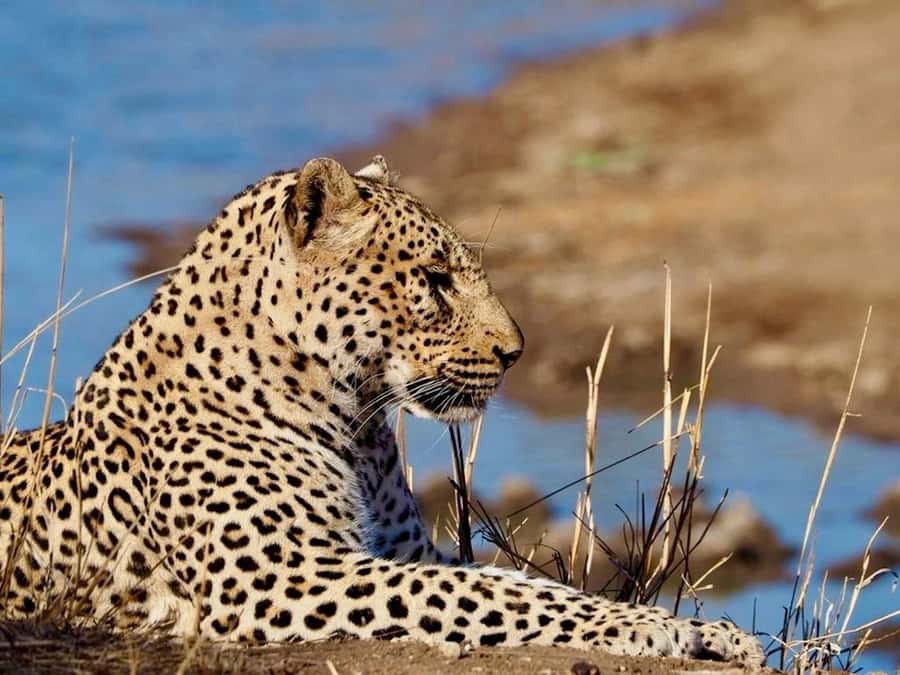 Hoedspruit: Evening Safari In Greater Kruger Private Reserve - Tracking wildlife during the 210-minute drive