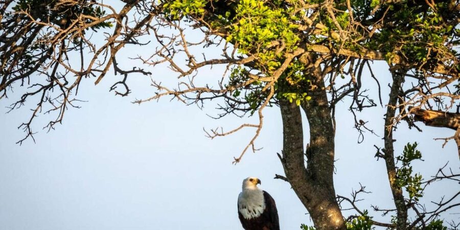 Hoedspruit: Evening Safari In Greater Kruger Private Reserve - What the open vehicle means for your view