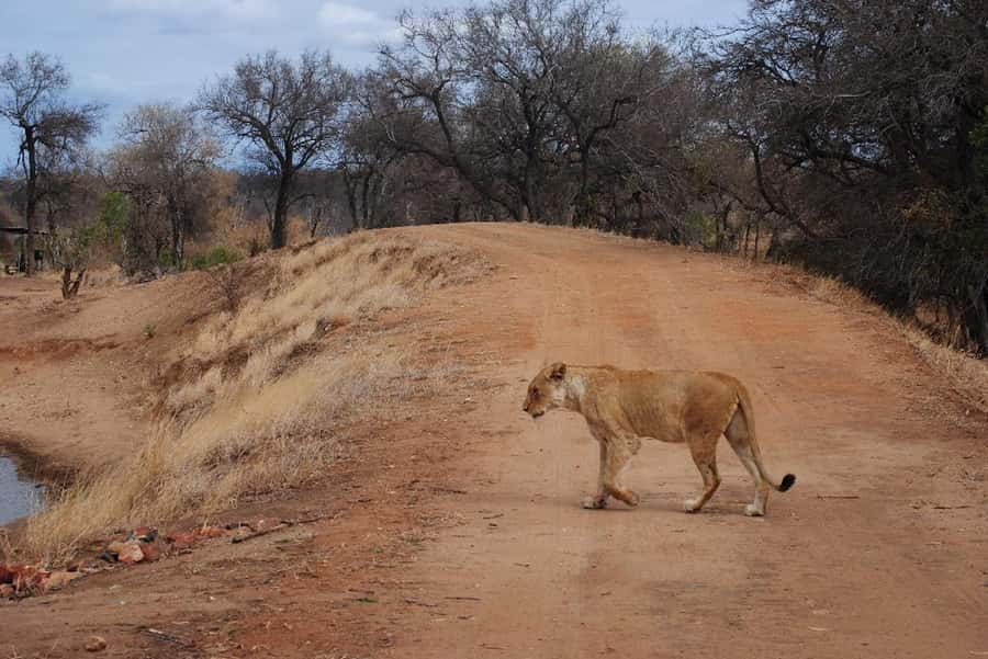 Hoedspruit: Evening Safari In Greater Kruger Private Reserve - The sundowner stop at sunset