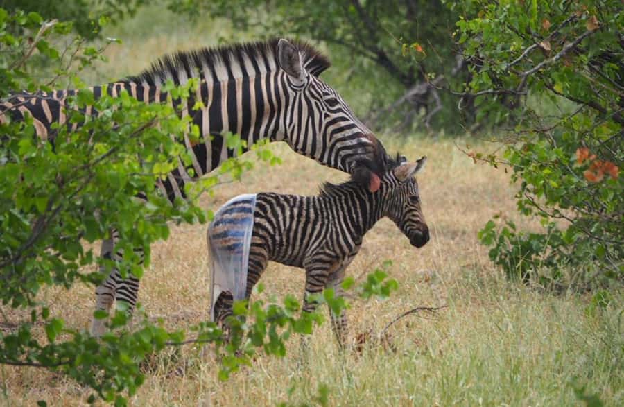 Hoedspruit: Evening Safari In Greater Kruger Private Reserve - Who should book this evening drive?