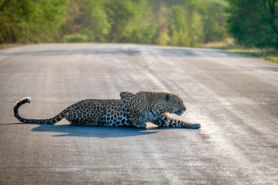 Hoedspruit: Full Day in ICONIC Kruger National Park - First Kruger drive: two hours of early wildlife watching