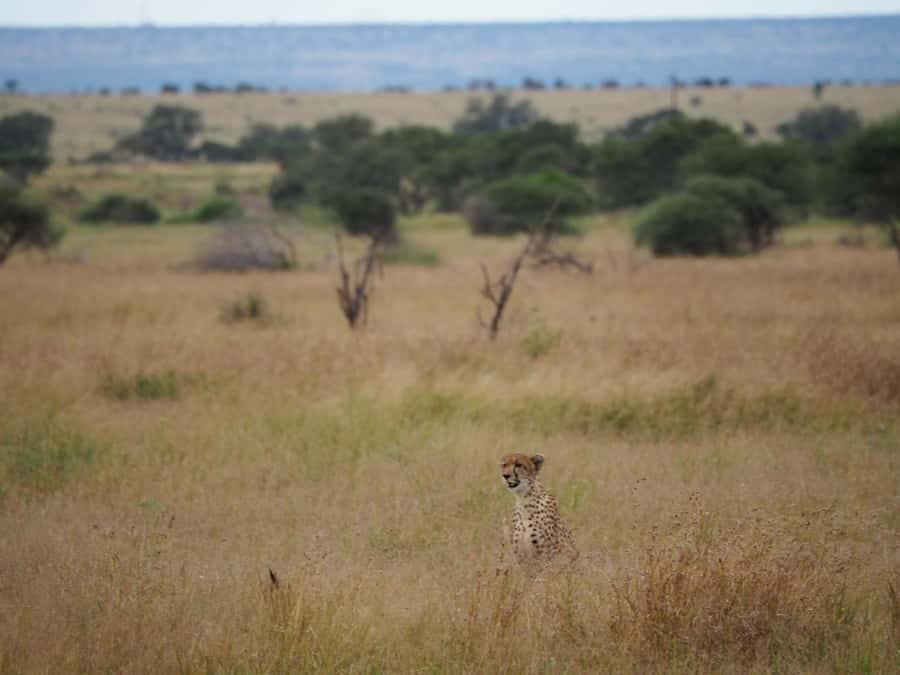 Hoedspruit: Full Day in ICONIC Kruger National Park - Coffee, tea, rusks, and a short bush pause