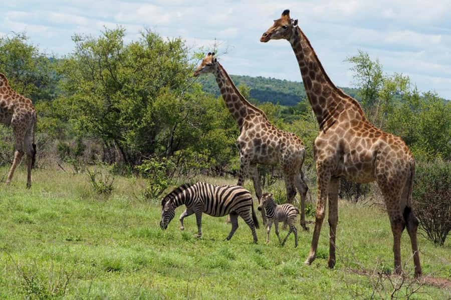 Hoedspruit: Full Day in ICONIC Kruger National Park - The final four-hour wildlife drive