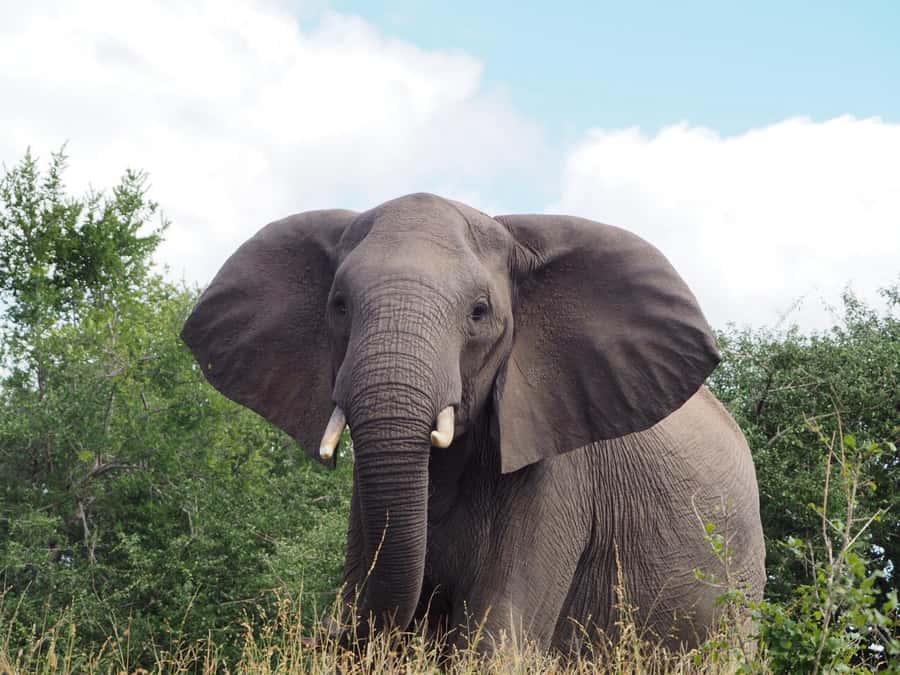 Hoedspruit: HALF Day in the Iconic Kruger National Park! - Key points at a glance