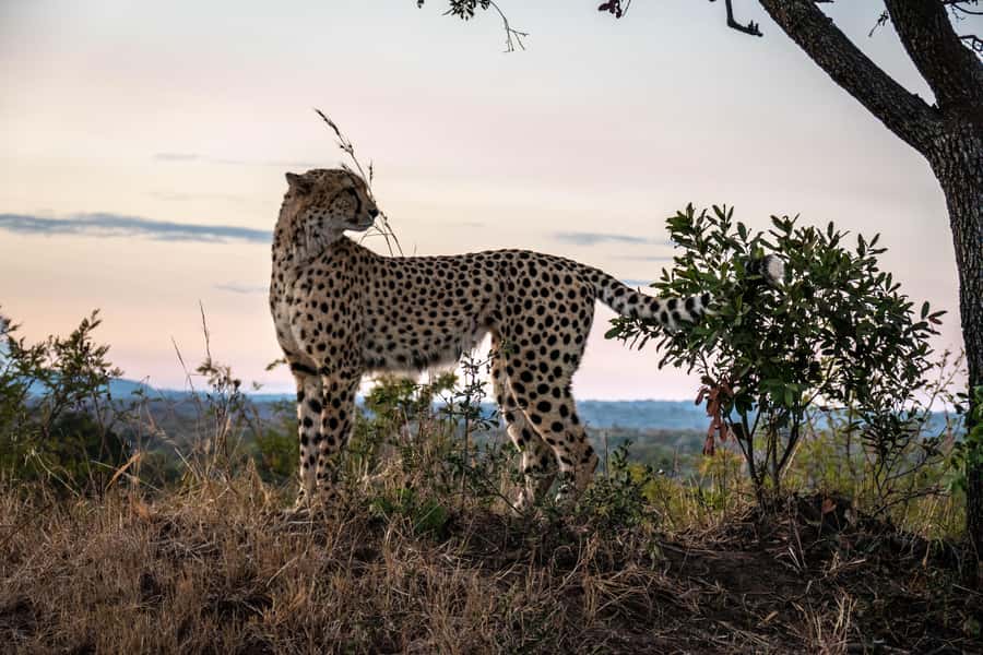 Hoedspruit: HALF Day in the Iconic Kruger National Park! - Coffee, tea, rusks, and the first wildlife search