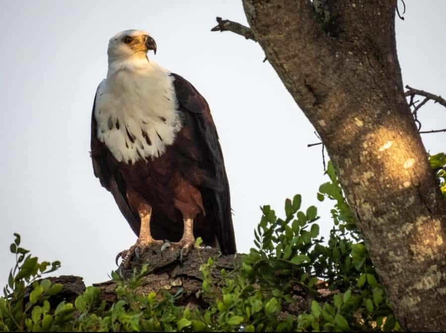 Hoedspruit: HALF Day in the Iconic Kruger National Park! - Watching for elephants, lions, giraffes, and zebras
