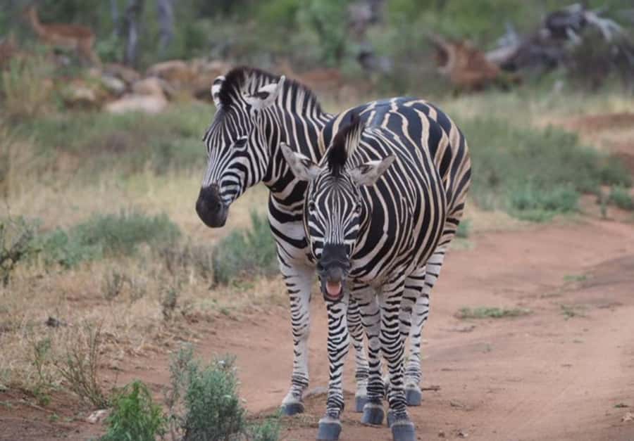 Hoedspruit: HALF Day in the Iconic Kruger National Park! - Timing, pickup, and the real shape of the day