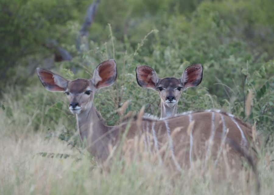 Hoedspruit: HALF Day in the Iconic Kruger National Park! - Cancellation and booking flexibility