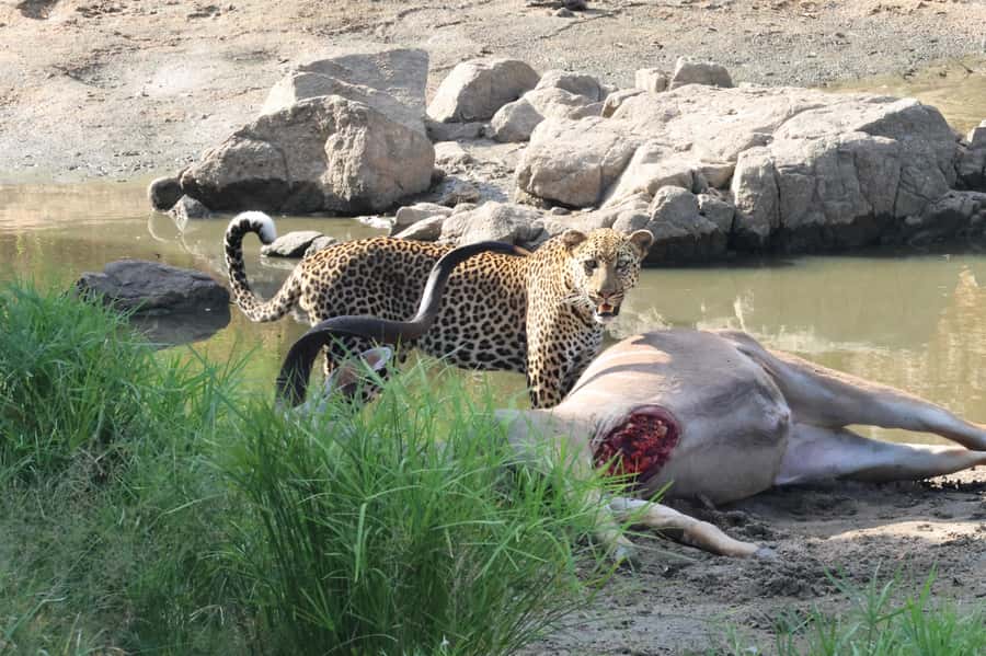 Hoedspruit: Private Kruger National Park Full-Day Safari - Ten hours in an open safari vehicle